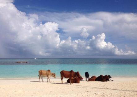 Ebony & Ivory Beach Bungalows Nungwi Exteriér fotografie